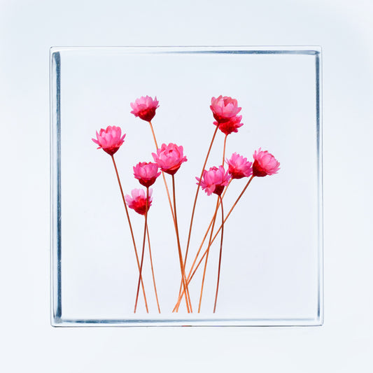 Cube Series - Starflower (On Amazon)