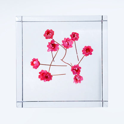 Cube Series - Starflower (On Amazon)