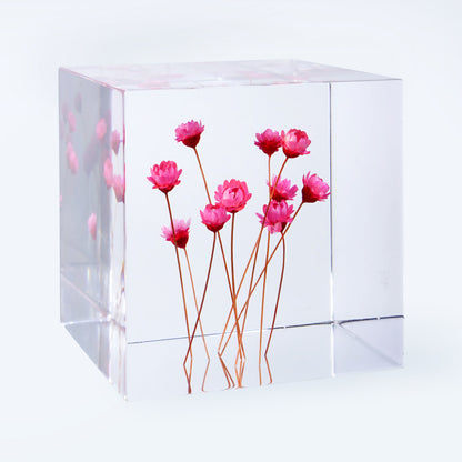 Cube Series - Starflower (On Amazon)