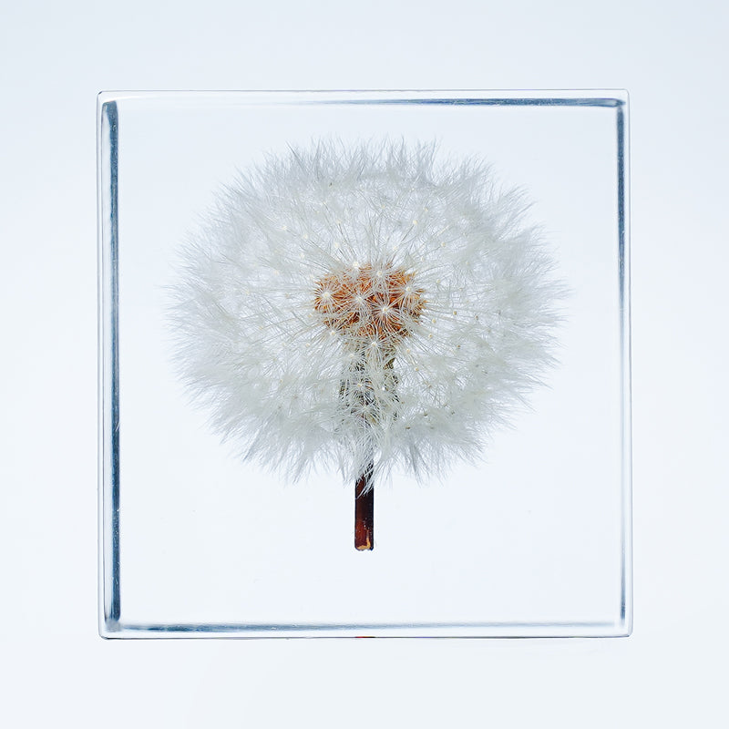 Cube Series - Dandelion (On Amazon)