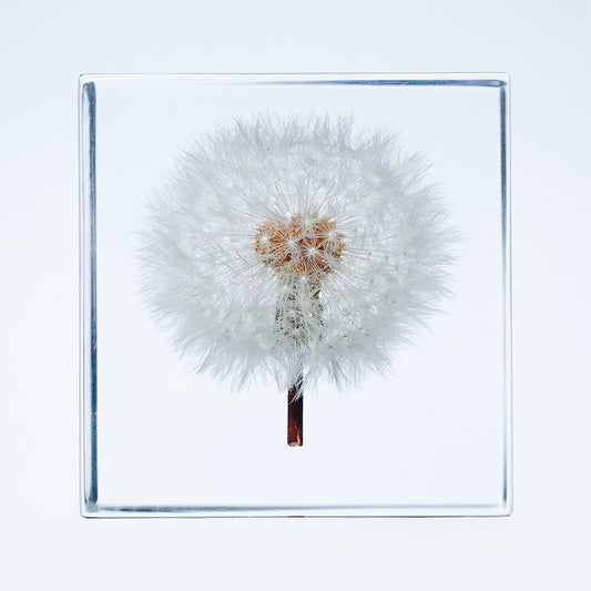 Cube Series - Dandelion (On Amazon)