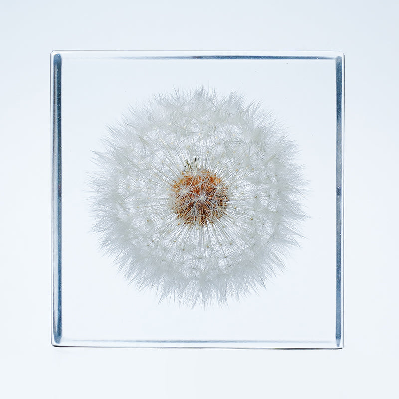 Cube Series - Dandelion (On Amazon)