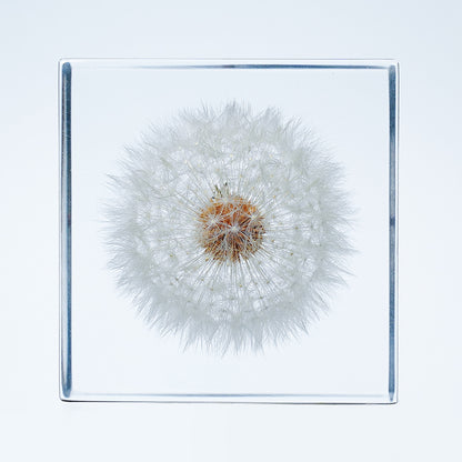 Cube Series - Dandelion (On Amazon)