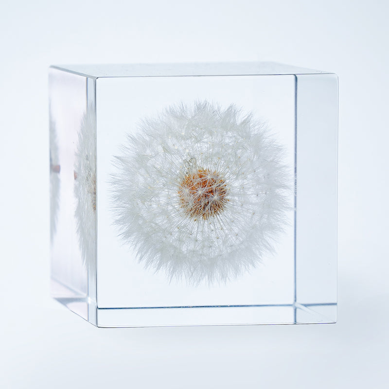Cube Series - Dandelion (On Amazon)
