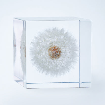 Cube Series - Dandelion (On Amazon)