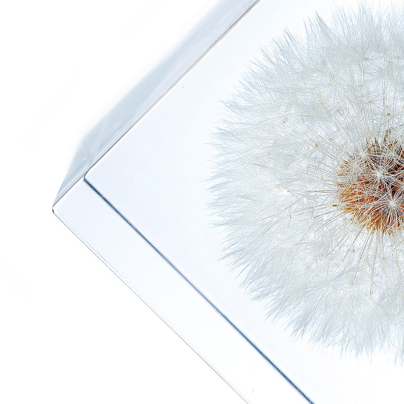 Cube Series - Dandelion (On Amazon)