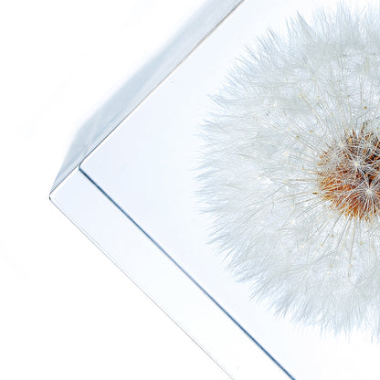 Cube Series - Dandelion (On Amazon)