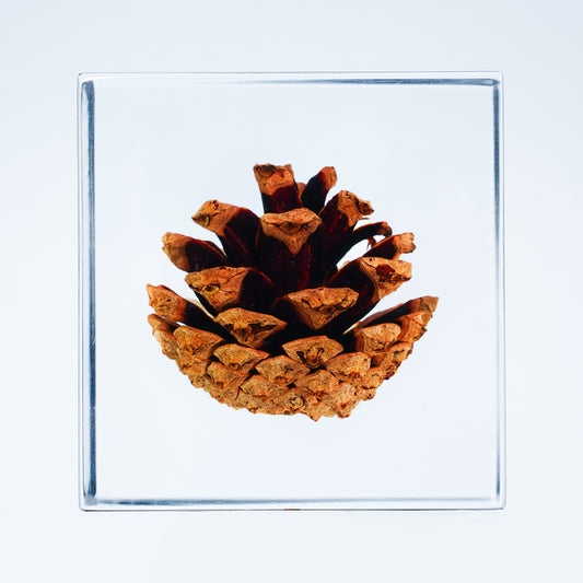 Cube Series - Pine Cone (On Amazon)