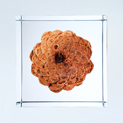 Cube Series - Pine Cone (On Amazon)