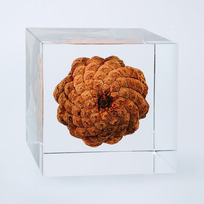 Cube Series - Pine Cone (On Amazon)