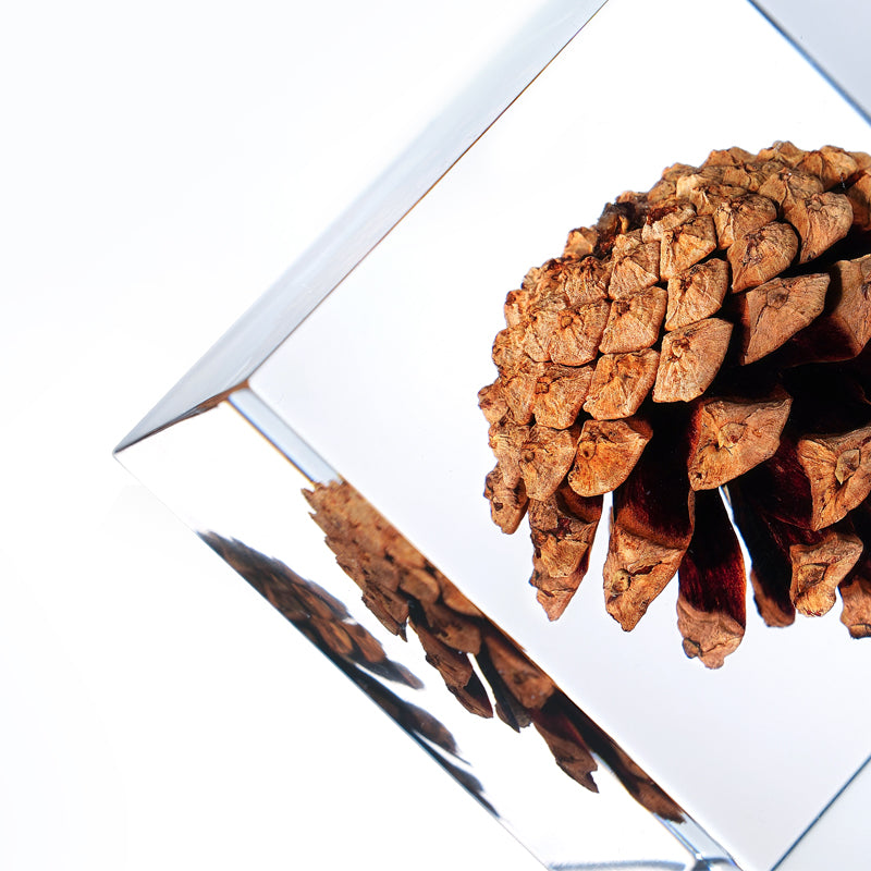 Cube Series - Pine Cone (On Amazon)