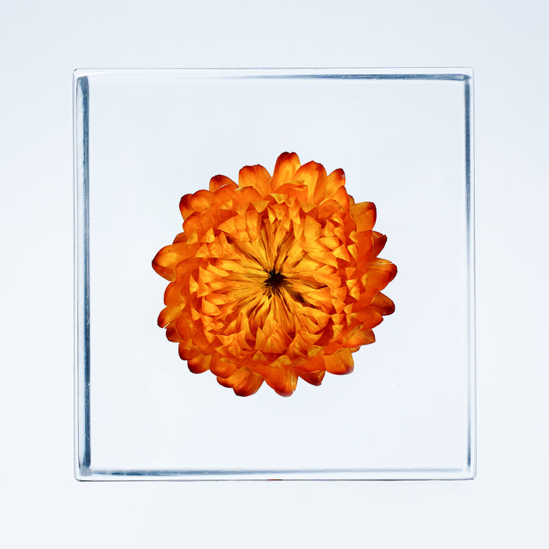 Cube Series - Xerochrysum (On Amazon)