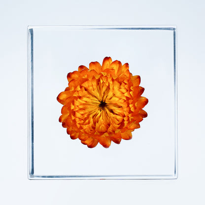 Cube Series - Xerochrysum (On Amazon)