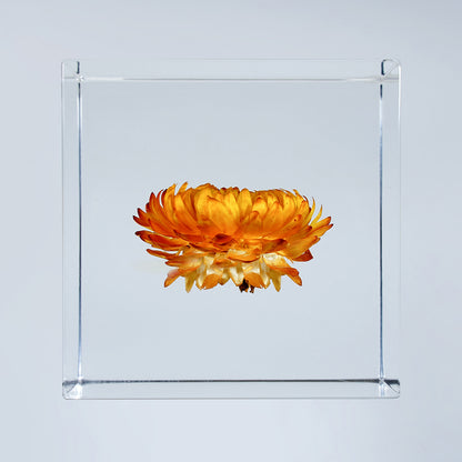 Cube Series - Xerochrysum (On Amazon)