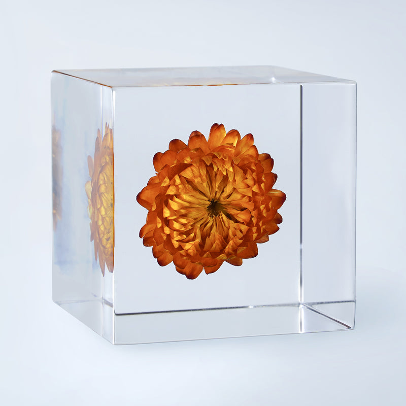Cube Series - Xerochrysum (On Amazon)