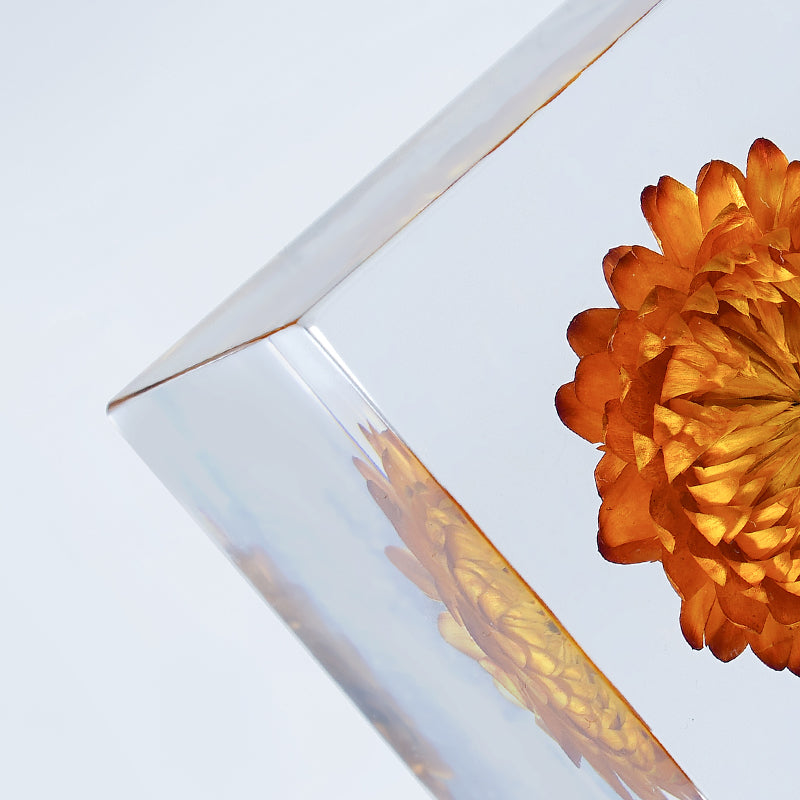 Cube Series - Xerochrysum (On Amazon)