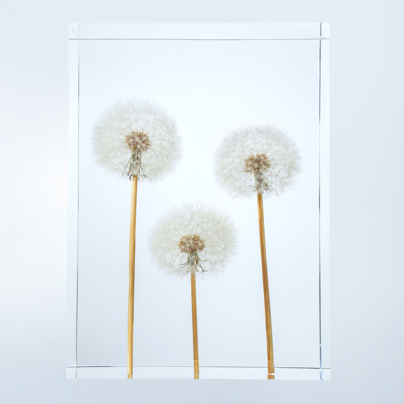 Dandelion Whispers - Family (On Amazon)