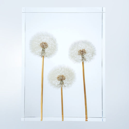 Dandelion Whispers - Family (On Amazon)