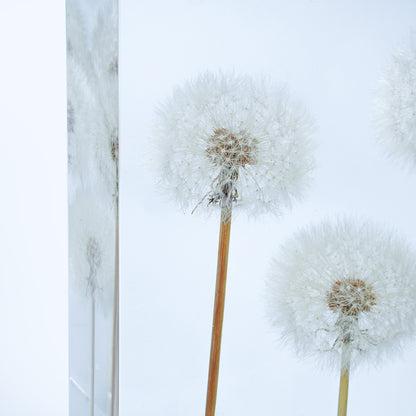 Dandelion Whispers - Family (On Amazon)