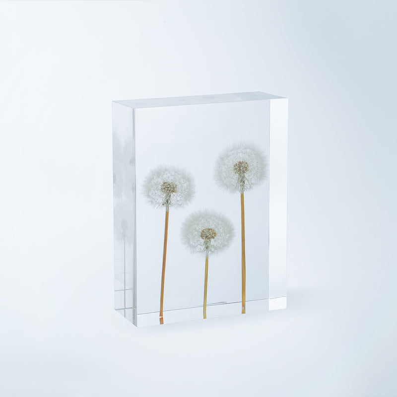 Dandelion Whispers - Family (On Amazon)