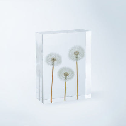 Dandelion Whispers - Family (On Amazon)