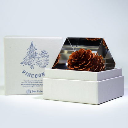 Cube Series - Pine Cone (On Amazon)